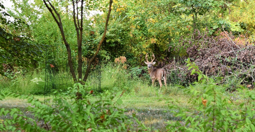 Indiana land sell for cash