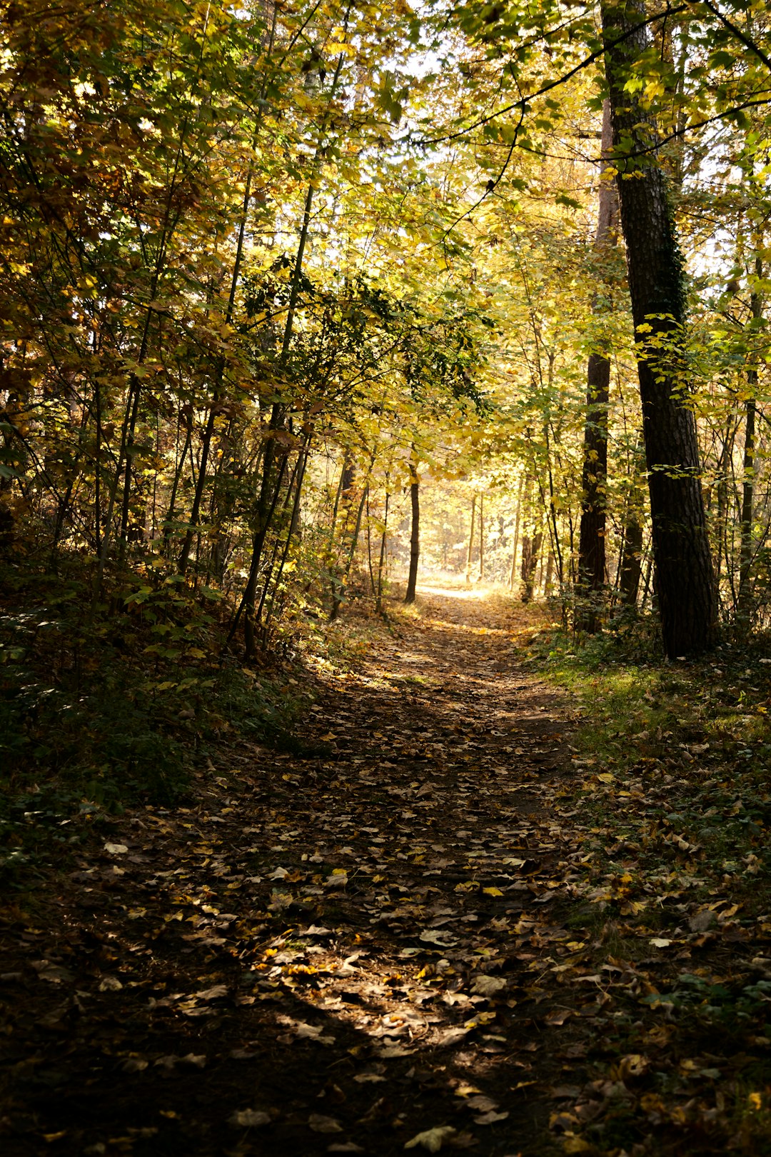 Sell Indiana land for cash