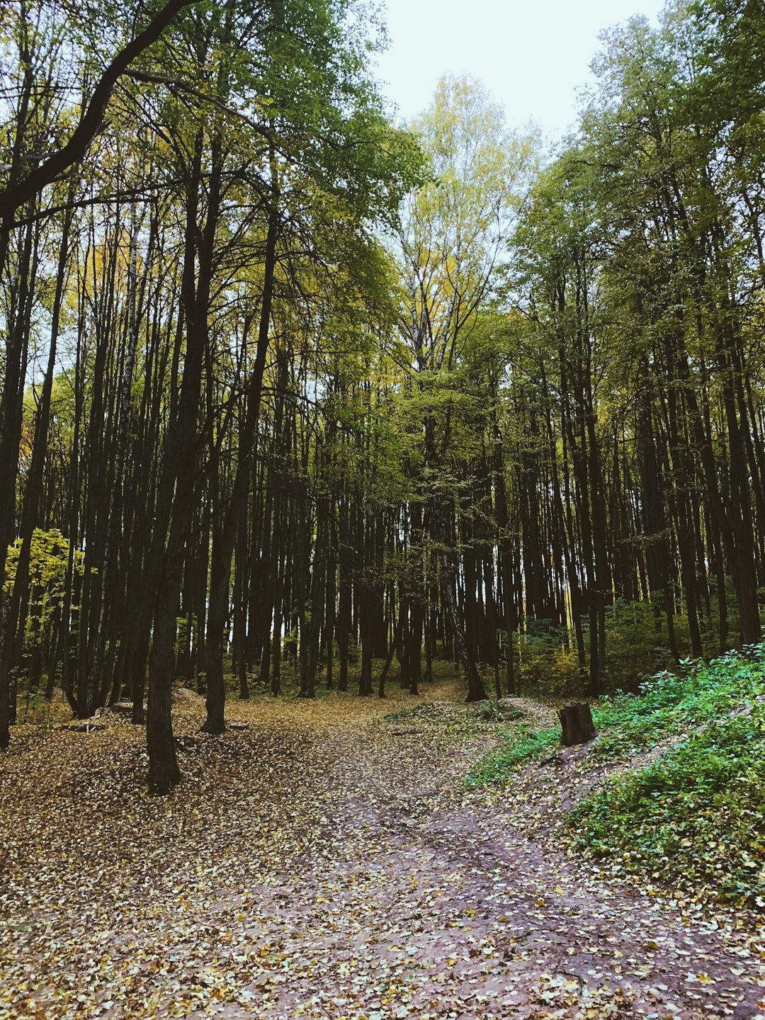 Cash for Indiana farmland property