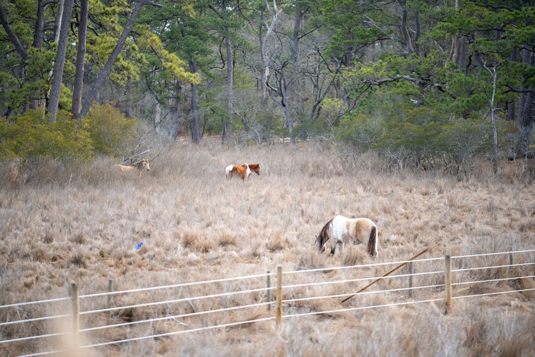 Sell land in North Carolina