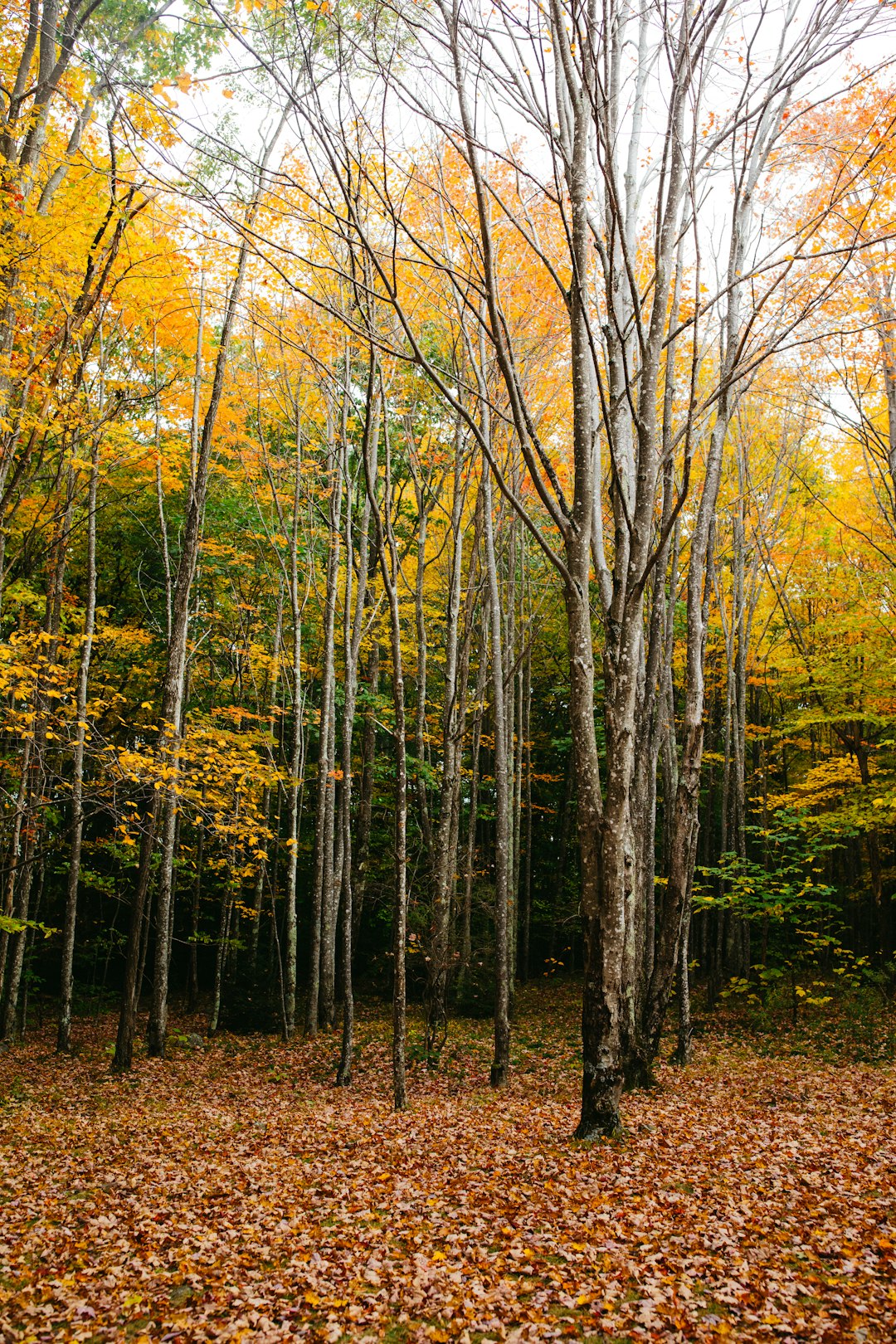 Minnesota land for sale with mountain views