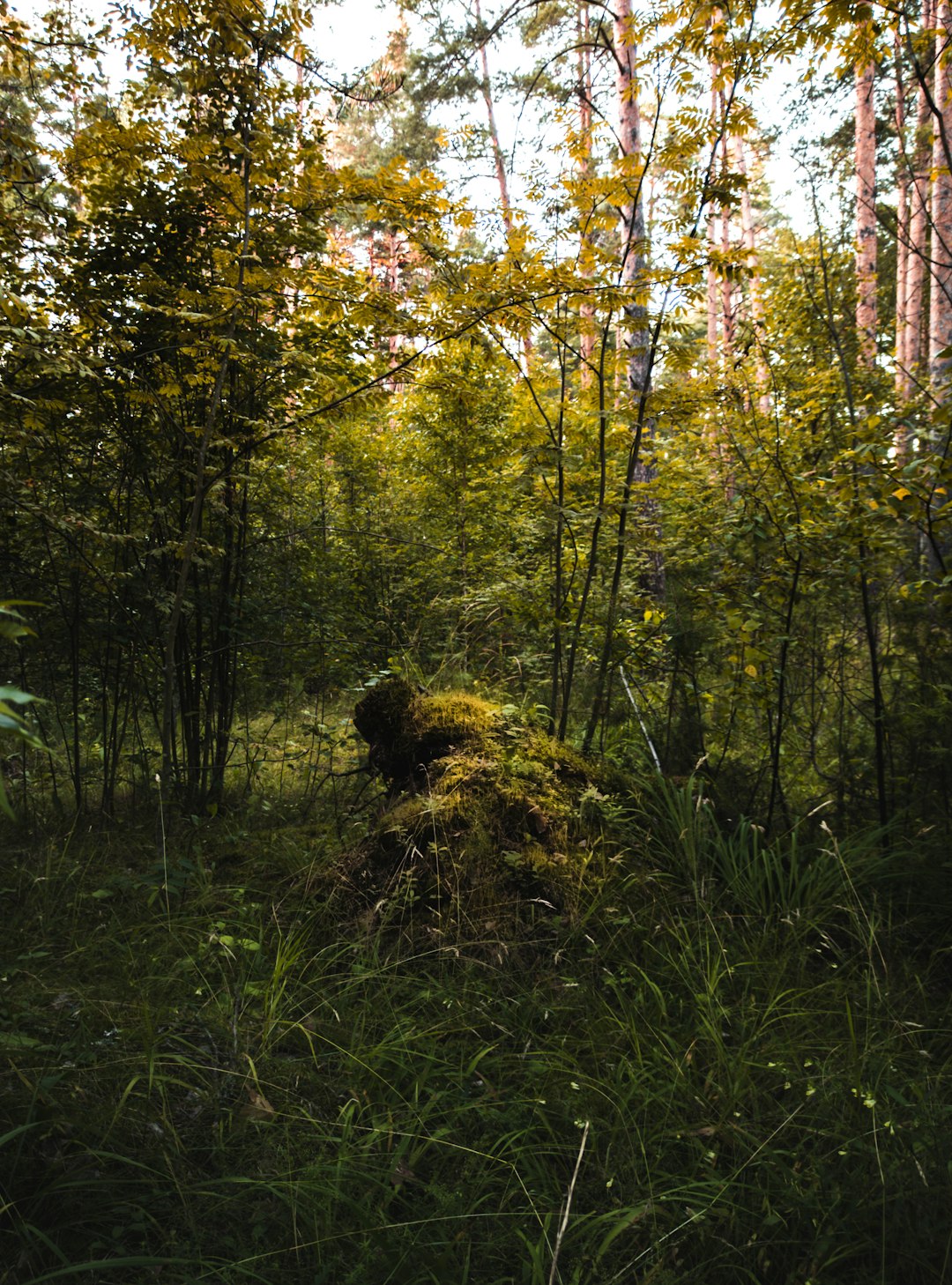 Fast Ways to Market Montana Land for Money