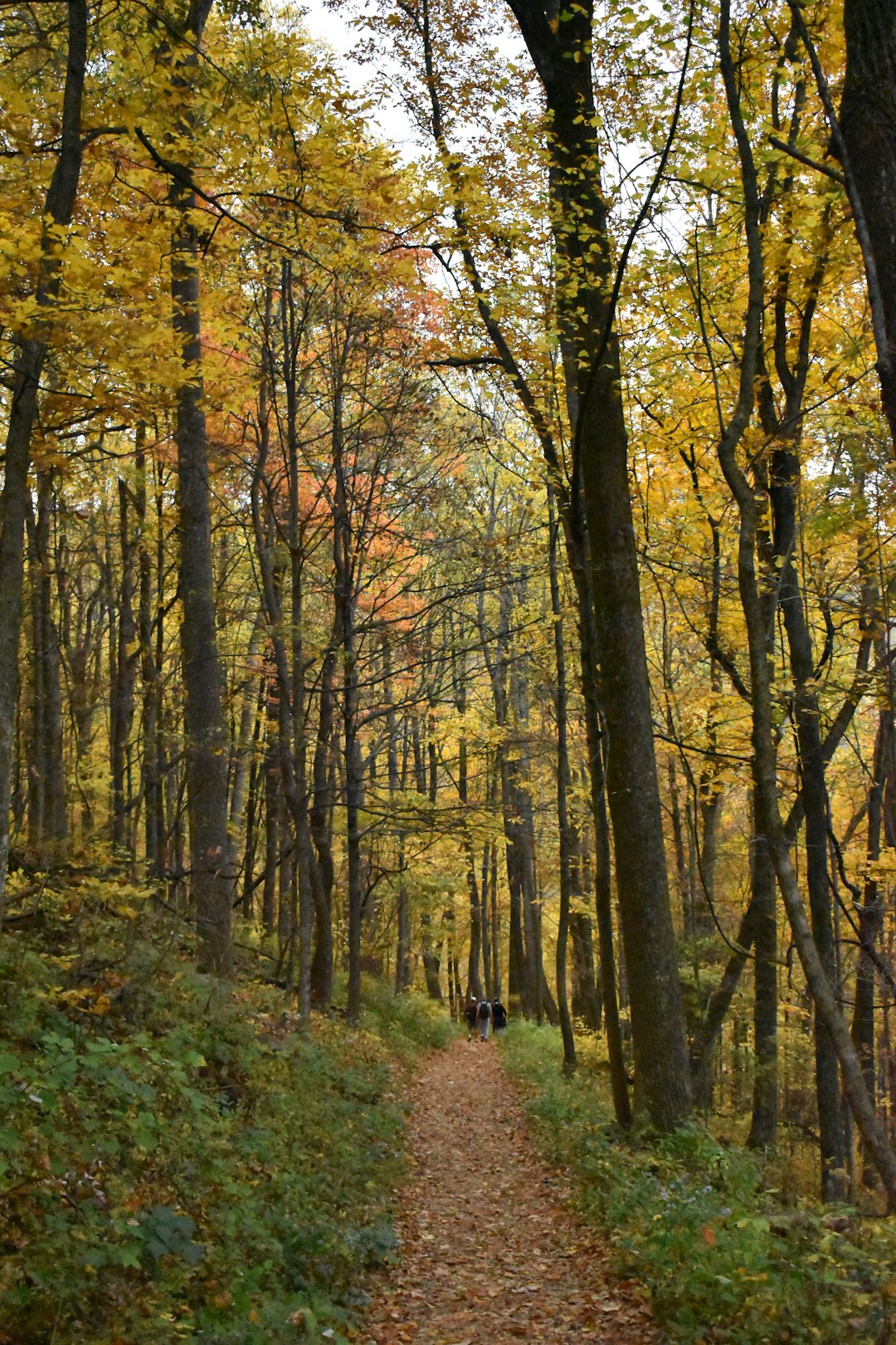 Sell rural land in West Virginia